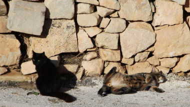 Gatos en Malta