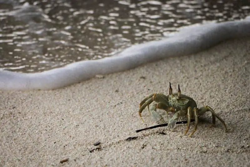 Crab in Maldives