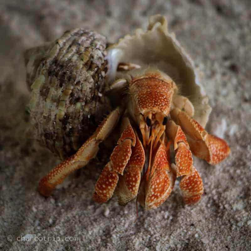 Crab in Maldives