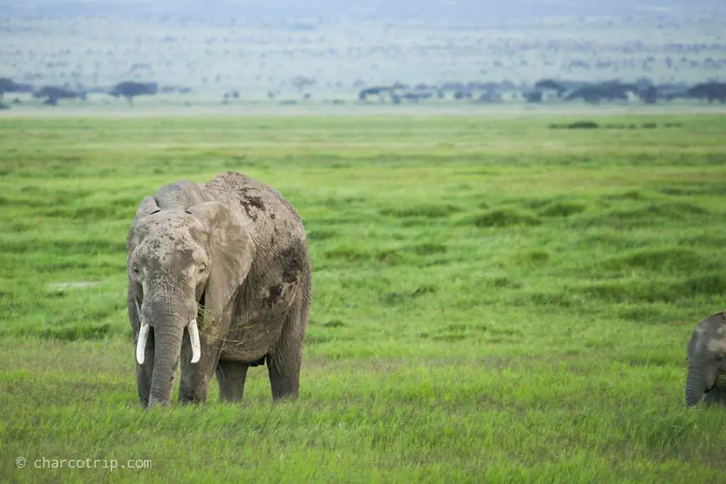Macho elefante en Amboseli