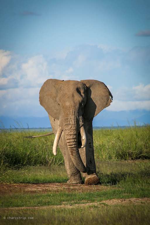 Elefante macho Amboseli
