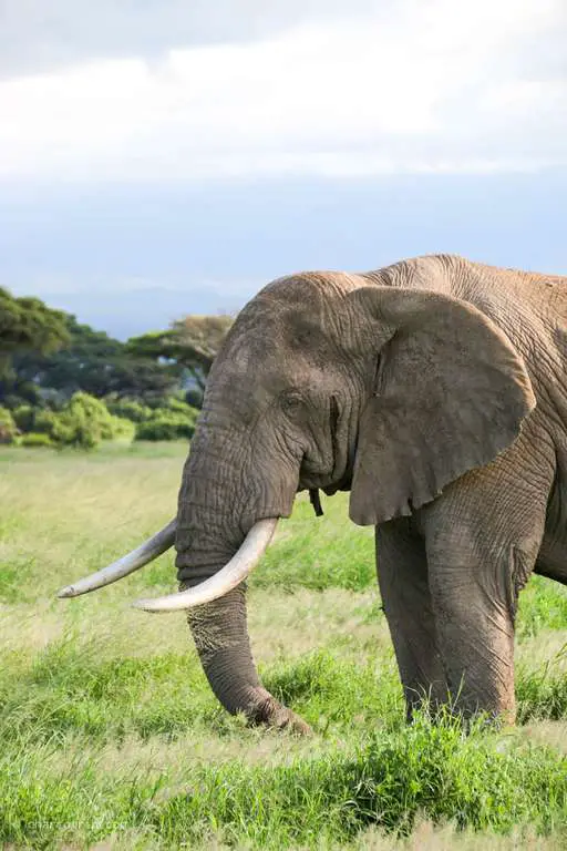 Elefante en Amboseli