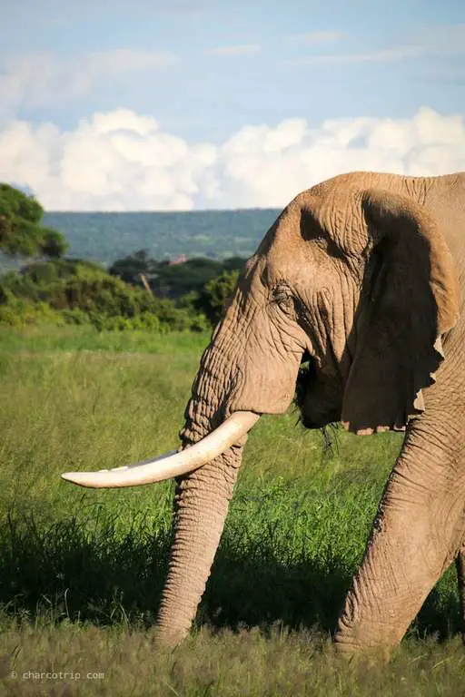Elefante en Amboseli
