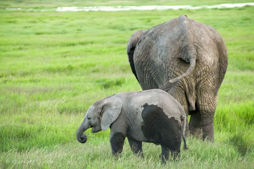 Madre e hijo elefante