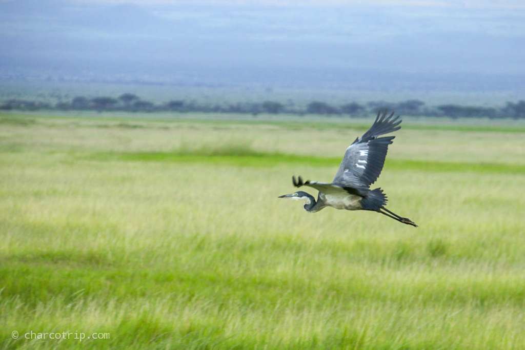 Ave volando en Amboseli