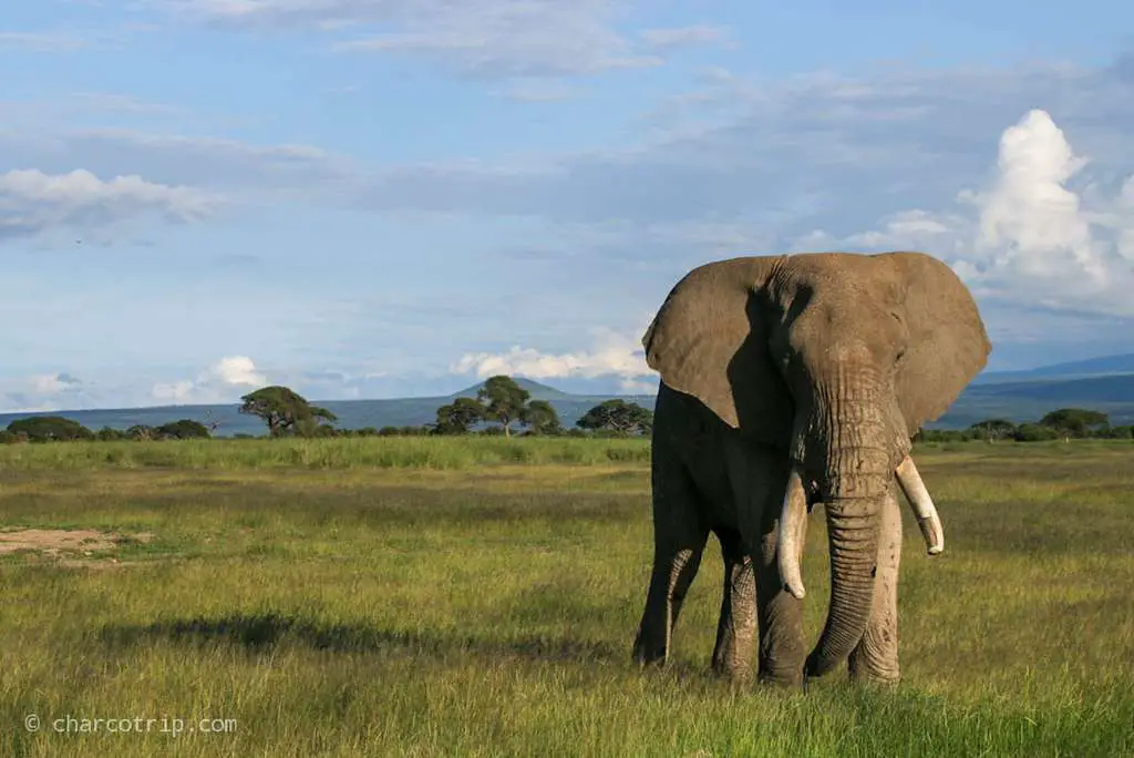 Elefante macho Amboseli