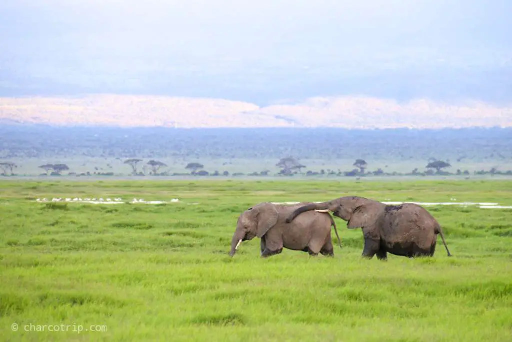 Elefantes en Amboseli