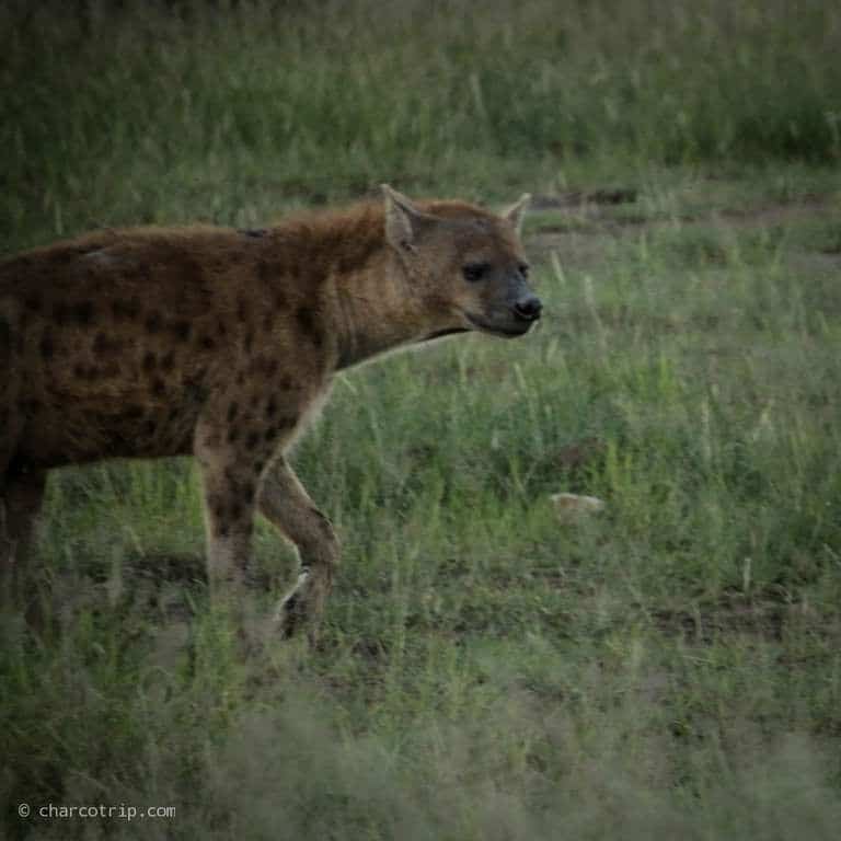 Hiena en Amboseli