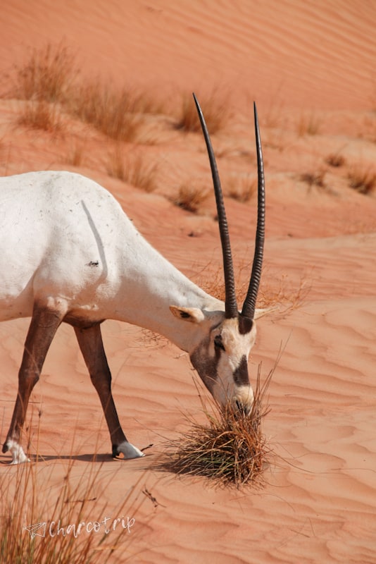 Orix visto durante el safari en el desierto de Dubai