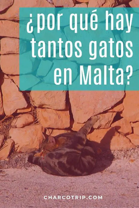 En Malta hay muchos gatos, pero estan en buena salud y son cuidados, descubre la razon y goza con la galería de los gatos de Malta