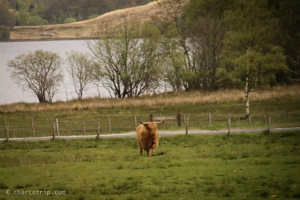 vaca escocesa a lo lejos