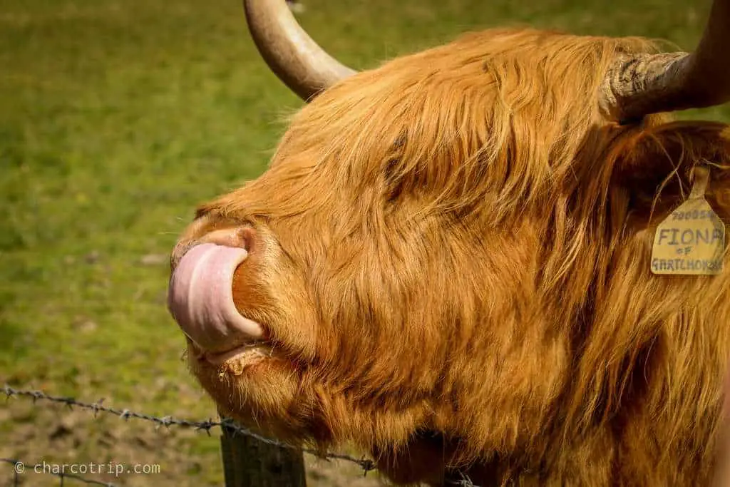 Vaca escocesa lamiendose