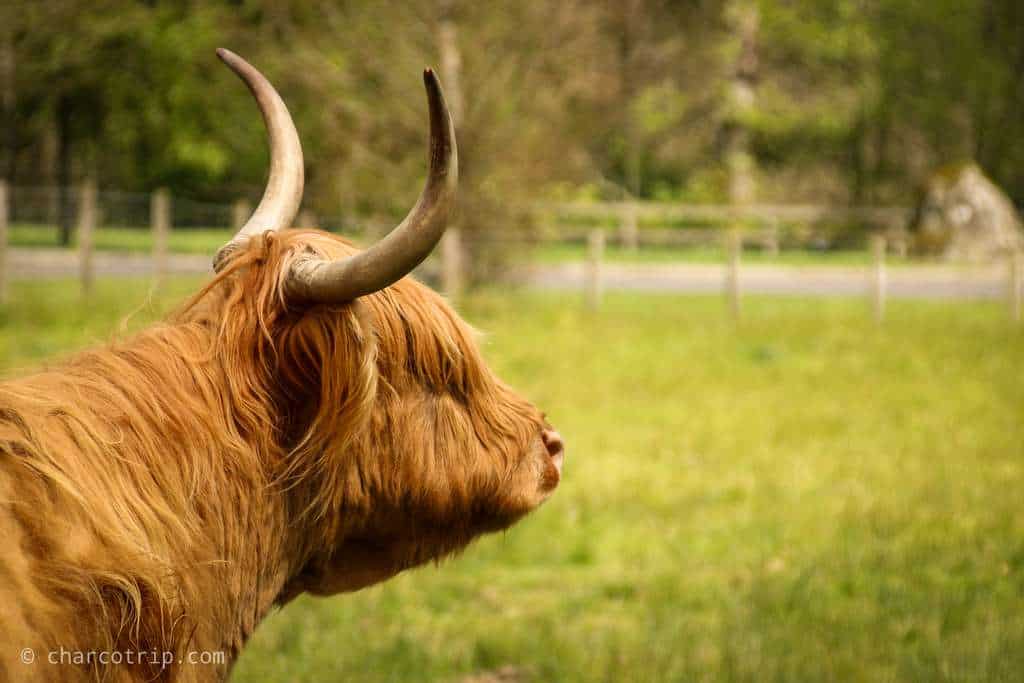 Vaca highland y sus cuernos