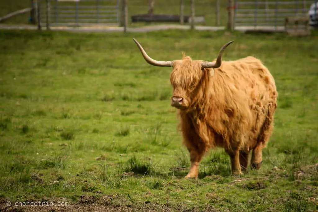 La vaca escocesa fiona