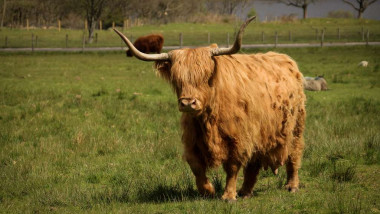 Vaca escocesa caminando