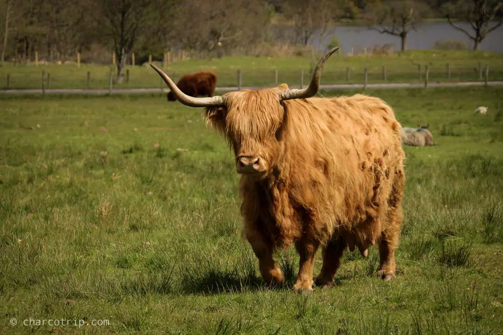 Vaca escocesa caminando