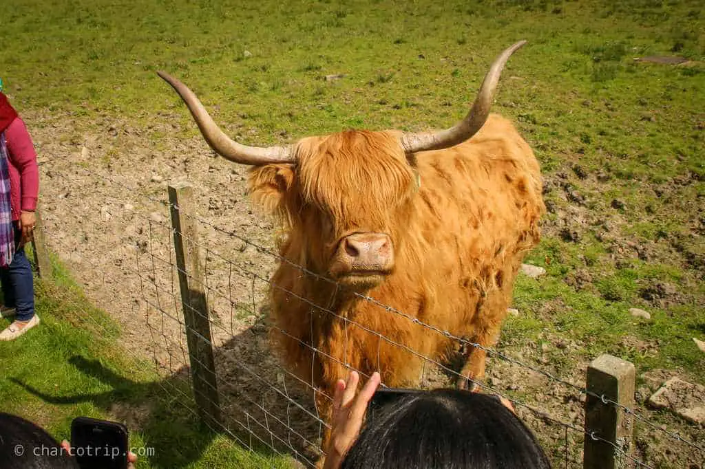 Vaca escocesa con sus admiradores