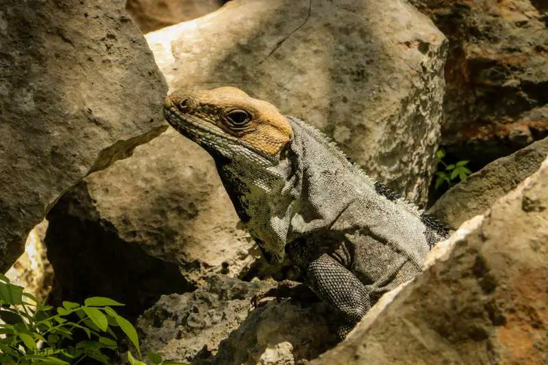 Que mirada de Iguana Uxmal