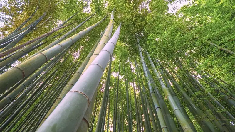Bosque de Bambú del templo zen Hokoku-ji, también llamado Takedera