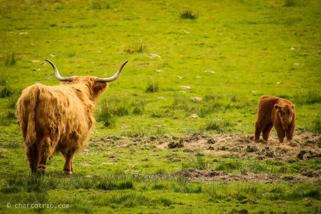 Madre y vaca escocesa bebe