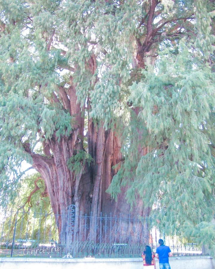 árbol del tule Oaxaca
