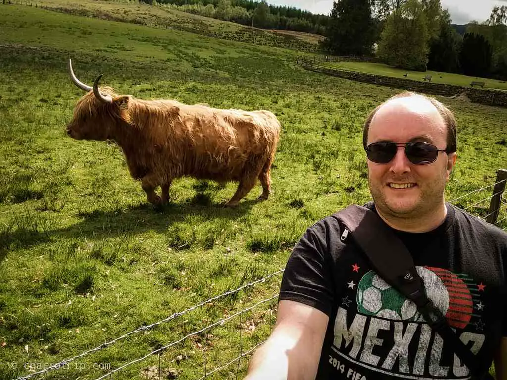 Otra selfie con la vaca highland