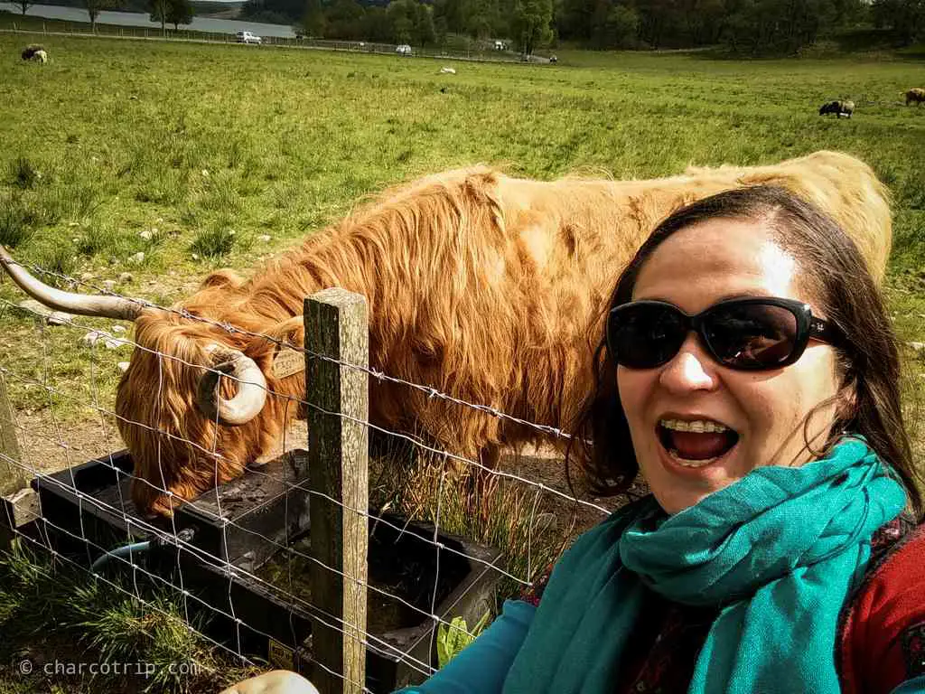 Selfie vaca escocesa