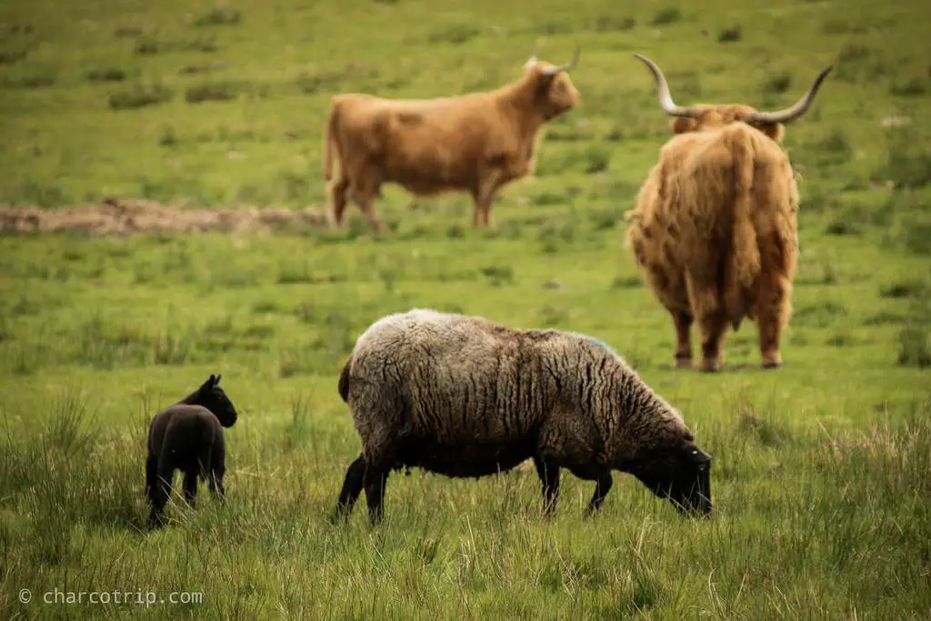 Paisajes vacas highland y borregos